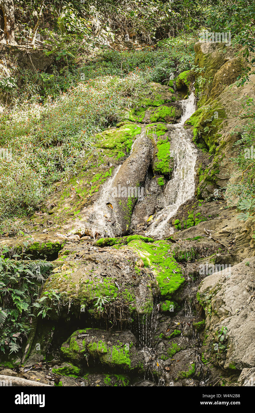Flusso di acqua in esecuzione dalle rocce circondato da muschi e piante. Molla dell'acqua. Le bellezze naturali della città turistica di Bonito MS, Brasile. Foto Stock