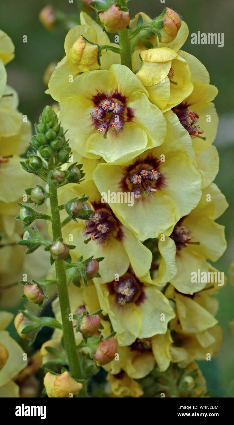 Molène occhi scuri Foto Stock