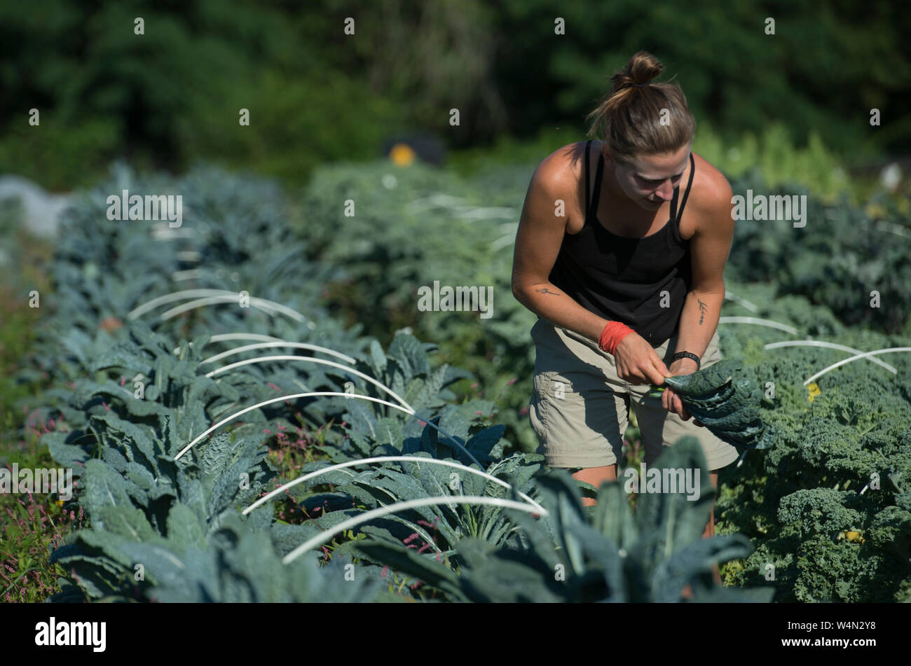 Stati Uniti - Giugno 26, 2019: Paige Burger aiuta a vendemmia inizio di stagione raccolti presso la famiglia Bainum Foundation Agriturismo vicino a Middleburg. Colture provenienti in tod Foto Stock