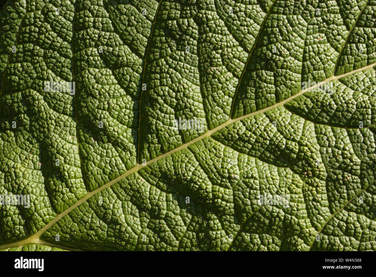 In prossimità di una foglia Gunnera. Foto Stock