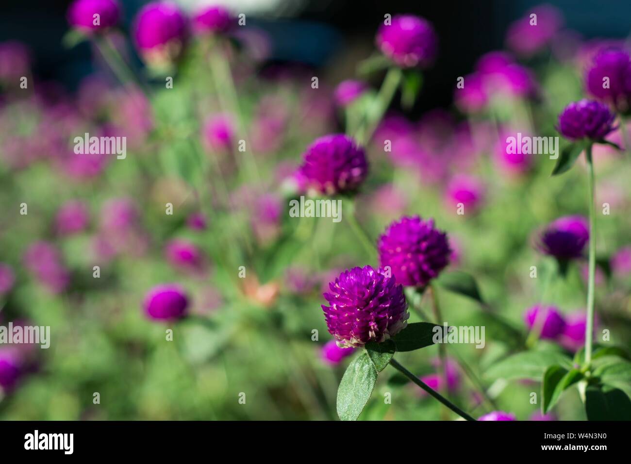 Primo piano di un bel fiore viola con sfondo naturale sfocato Foto Stock