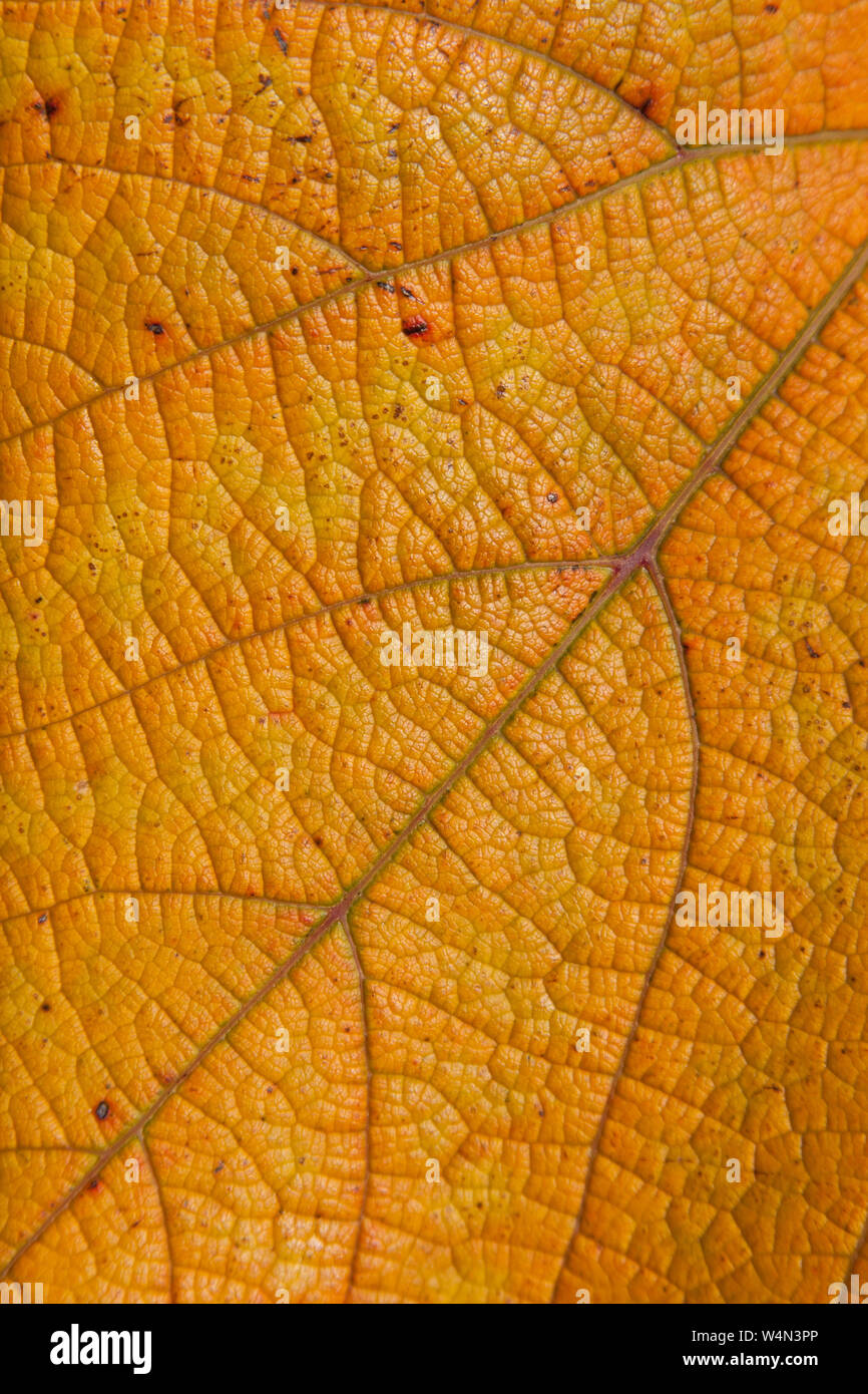 Chiusura del colore di autunno ( Autunno a colori ) in una foglia di Vitis coignetiae - Crimson vite gloria. Foto Stock