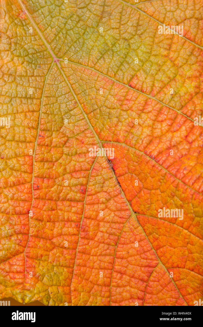 Chiusura del colore di autunno ( Autunno a colori ) in una foglia di Vitis coignetiae - Crimson vite gloria. Foto Stock