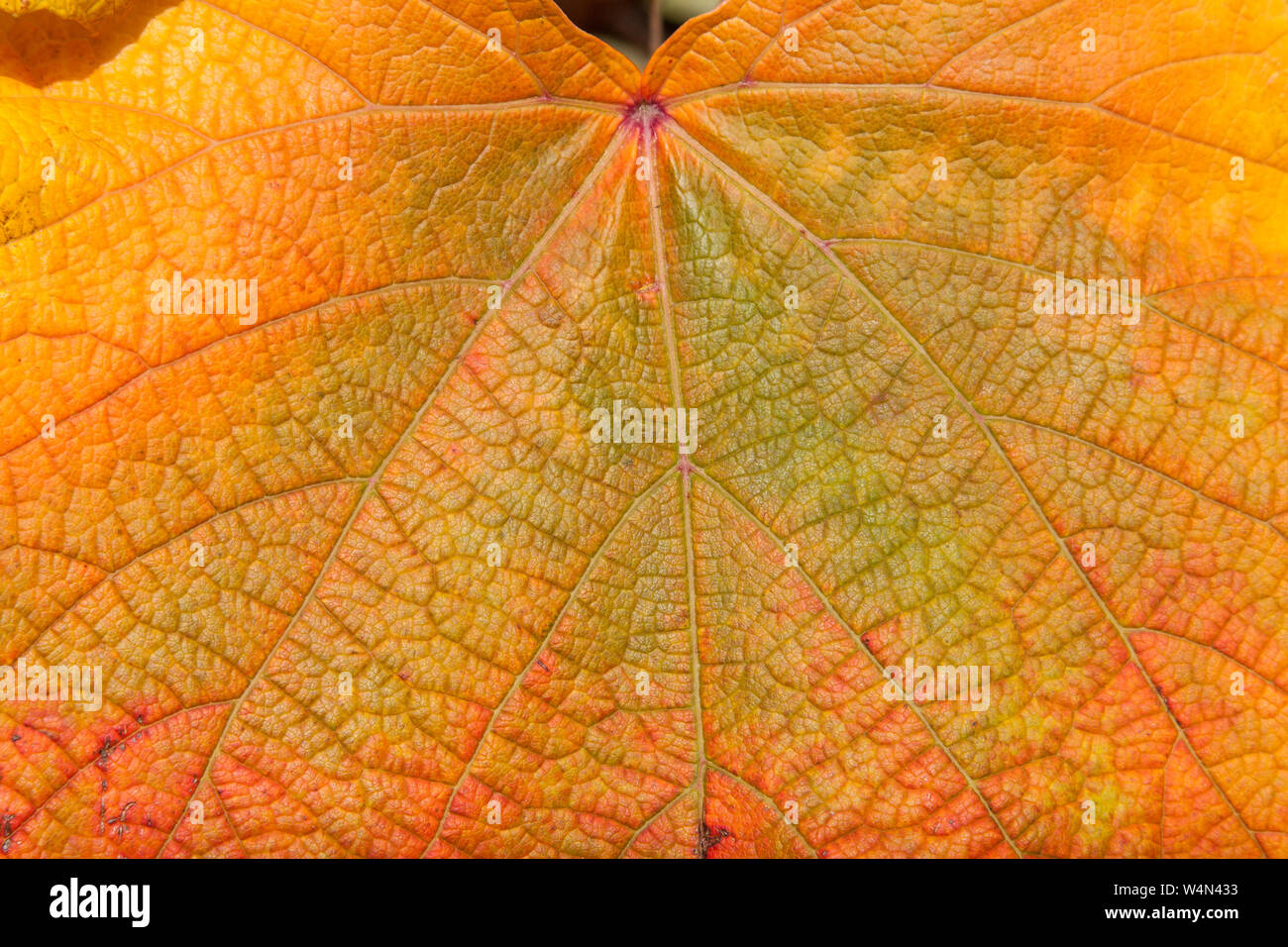 Chiusura del colore di autunno ( Autunno a colori ) in una foglia di Vitis coignetiae - Crimson vite gloria. Foto Stock