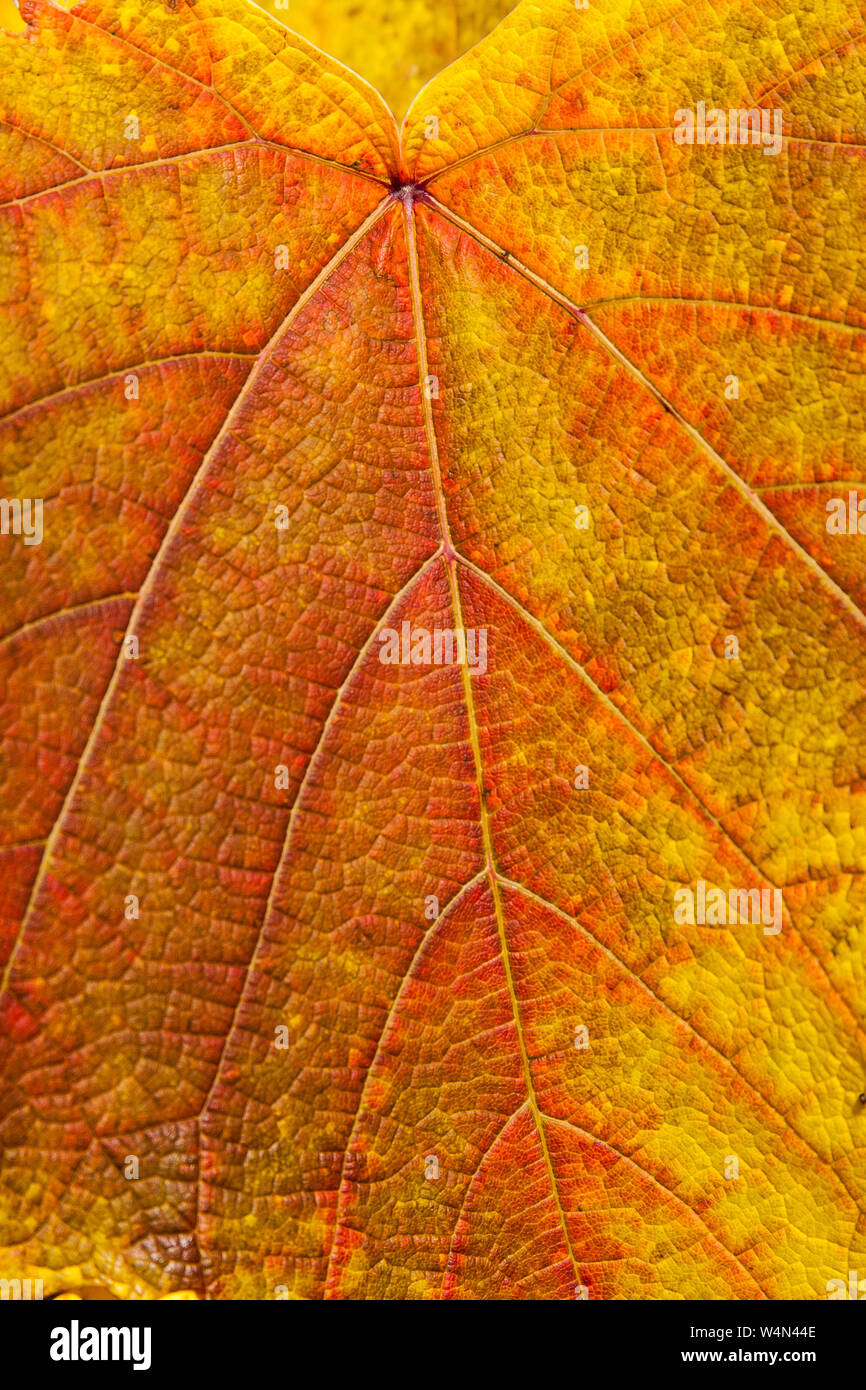 Chiusura del colore di autunno ( Autunno a colori ) in una foglia di Vitis coignetiae - Crimson vite gloria. Foto Stock