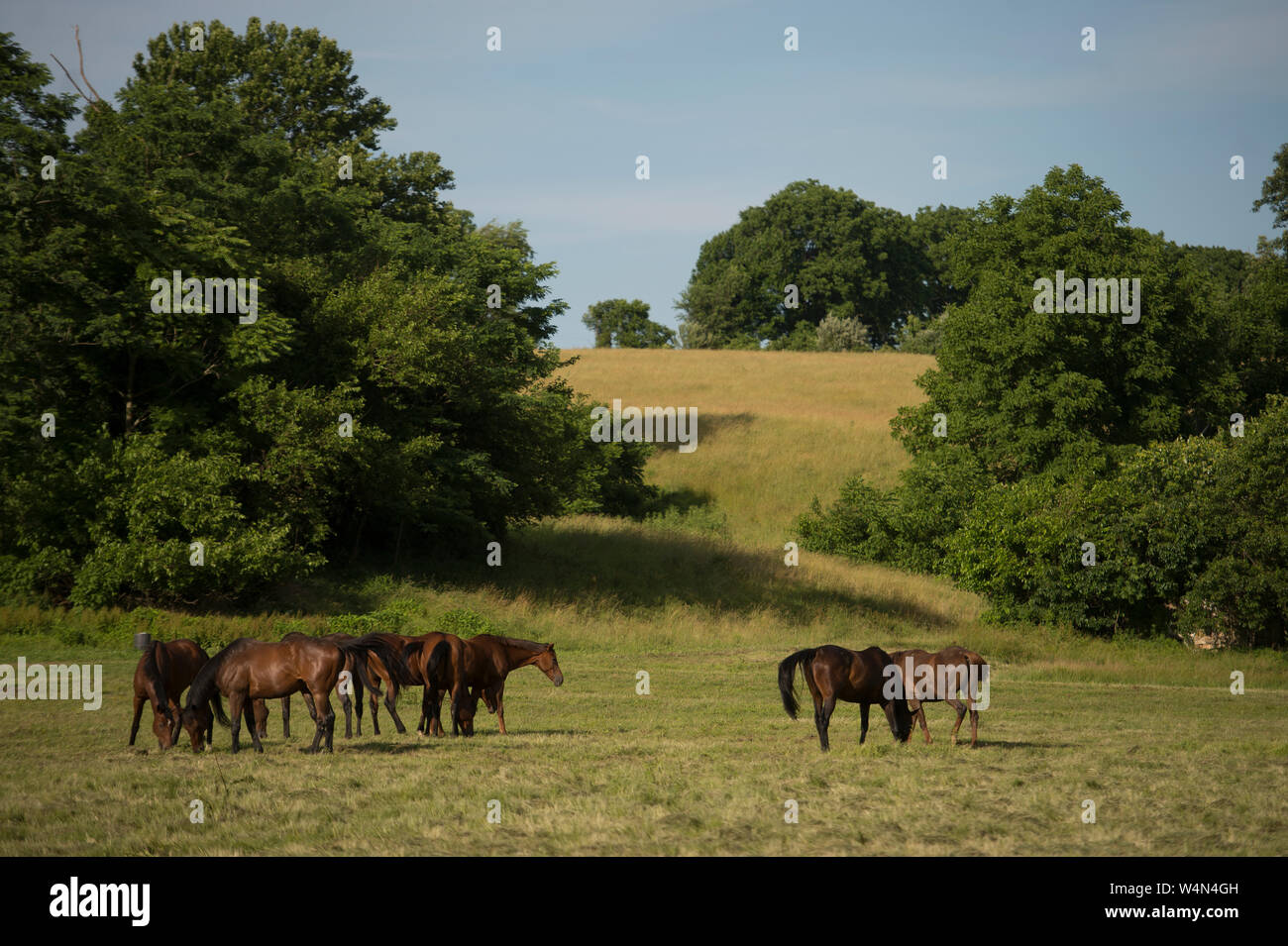 Stati Uniti - Giugno 11, 2019: una vista occidentale off di Welbourne Road vicino al villaggio di Unison, Virginia. (Foto di Douglas Graham/WLP) Foto Stock