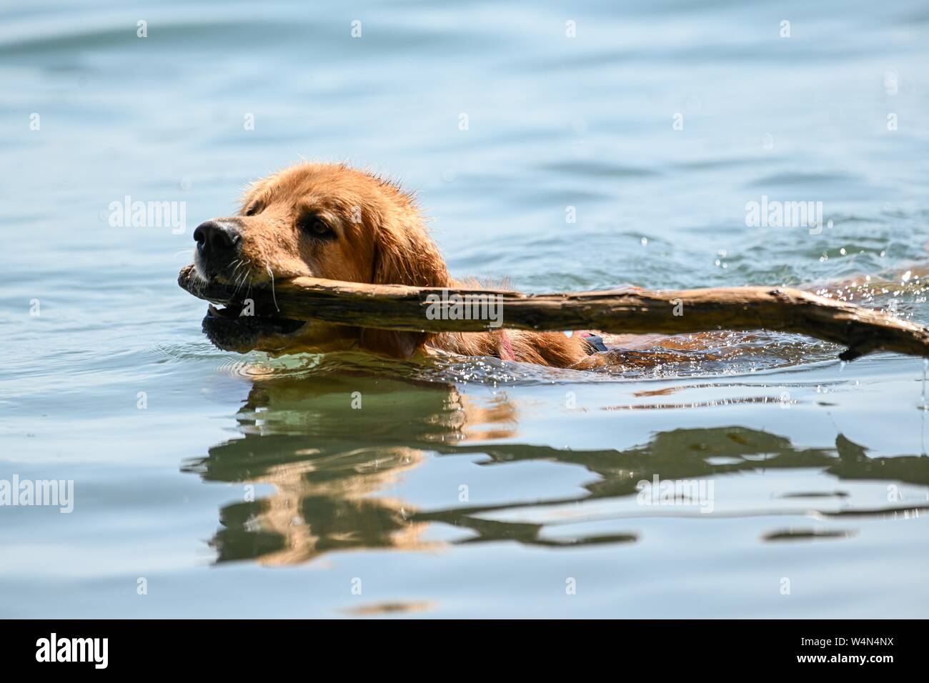 24 luglio 2019, Baden-Wuerttemberg, Gohren am Bodensee: Cane 'DDelhi' nuotate nel Lago di Costanza e recupera un bastone che il suo padrone ha gettato in. Foto: Felix Kästle/dpa Foto Stock