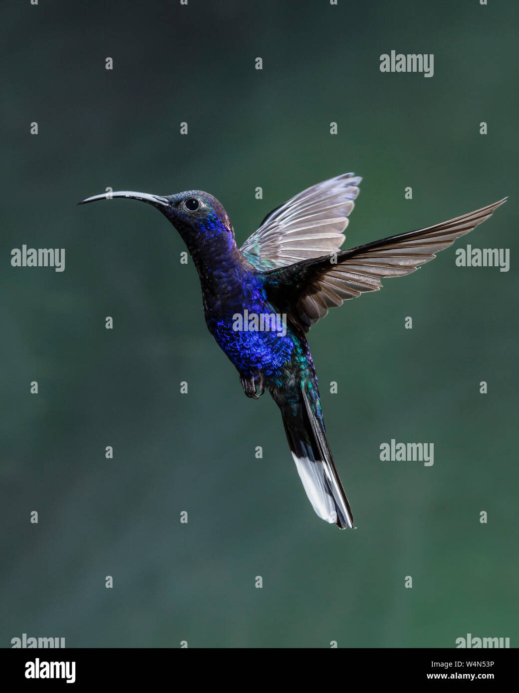 Animali, uccelli, Hummingbird, un maschio Violet Sabrewing Hummingbird, Largipennis hemileucurus, fotografato in volo ad alta velocità flash per congelare il movimento rapido del colibrì ali,Costa Rica. Foto Stock