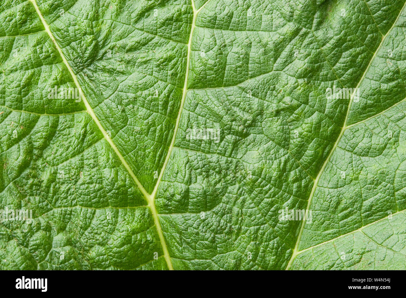 In prossimità di una foglia Gunnera. Foto Stock