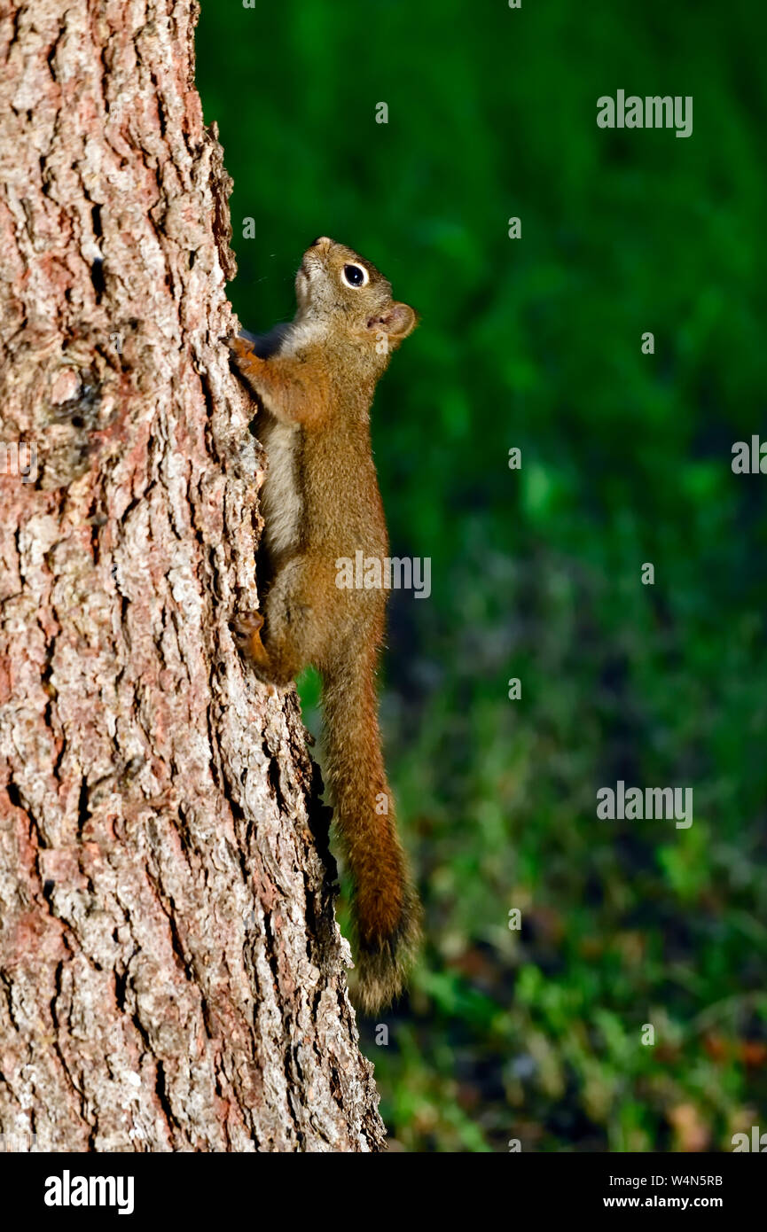 Una vista laterale di un giovane scoiattolo rosso 'Tamiasciurus hudsonicus', salendo un abete tronco di albero in rural Alberta Canada. Foto Stock