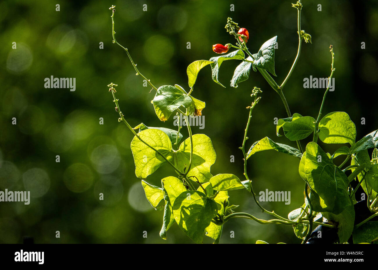 Nel giardino Foto Stock