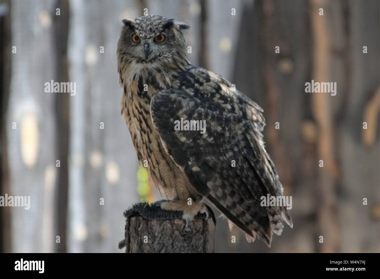 Il piercing lo sguardo fisso di un bellissimo gufo Foto Stock