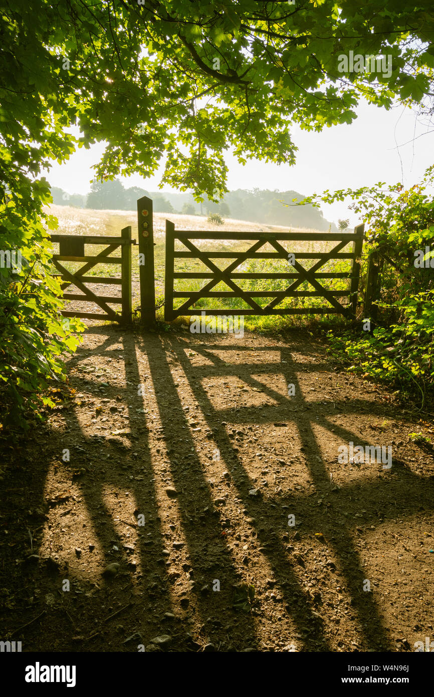 Vista di Denbies collina da Ranmore bosco comune in una nebbiosa mattina d'estate. North Downs, Surrey Hills AONB paesaggio, UK. Foto Stock