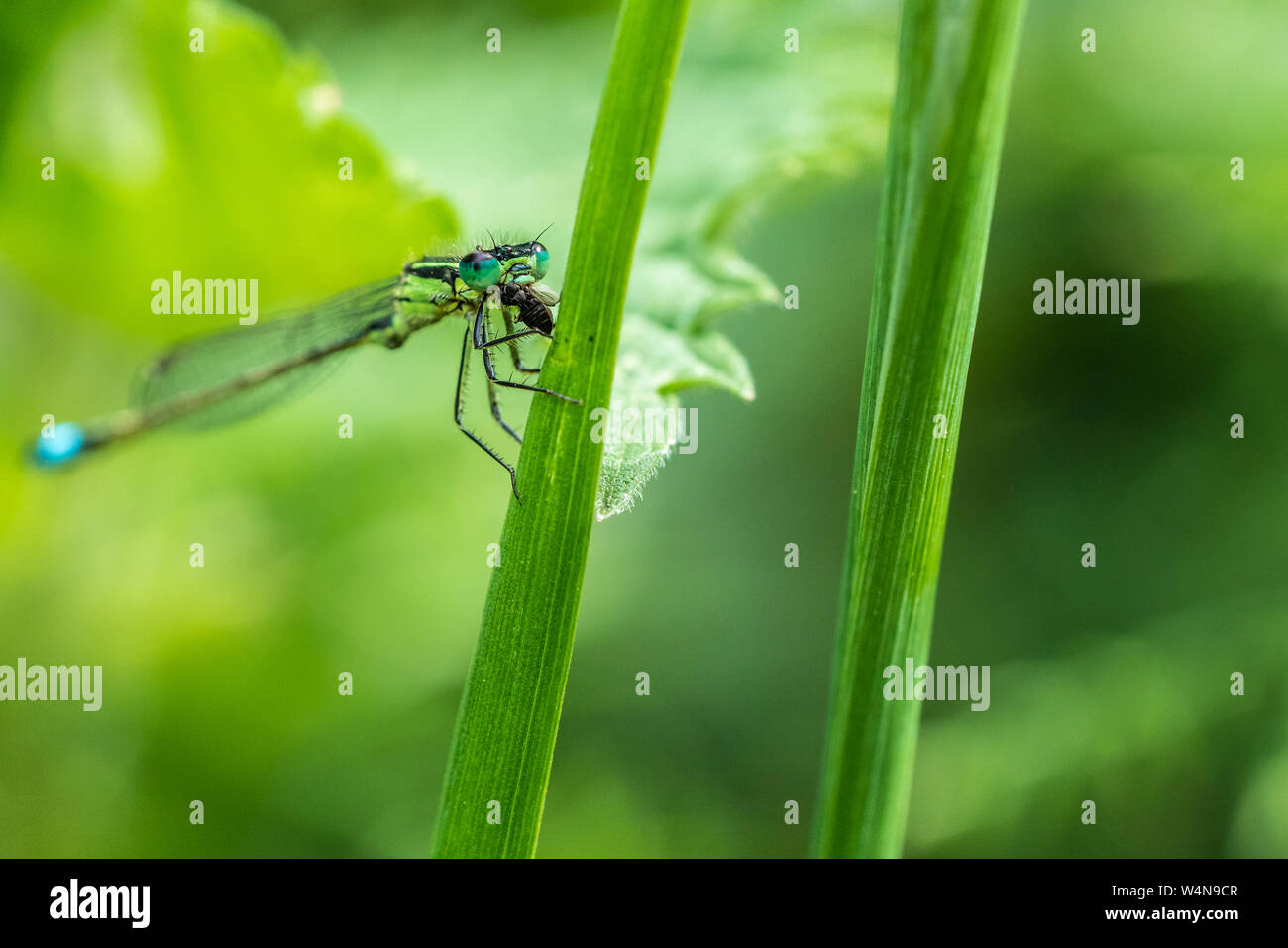Close up di un Blu-tailed Damselfly infuscans (Ischnura elegans) in appoggio su una paletta di erba mangiando un bug Foto Stock