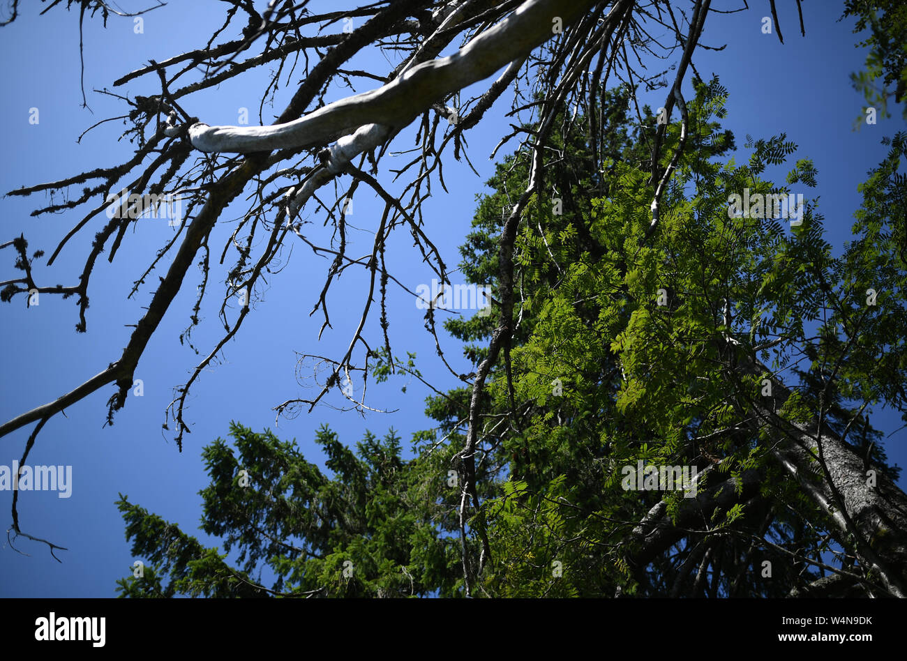 24 luglio 2019, Baden-Wuerttemberg, Freiburg: un albero morto sorge sullo Schauinsland accanto a un abete. Foto: Patrick Seeger/dpa Foto Stock