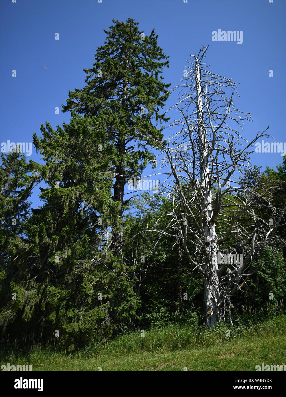 24 luglio 2019, Baden-Wuerttemberg, Freiburg: un albero morto sorge sullo Schauinsland accanto a un abete. Foto: Patrick Seeger/dpa Foto Stock