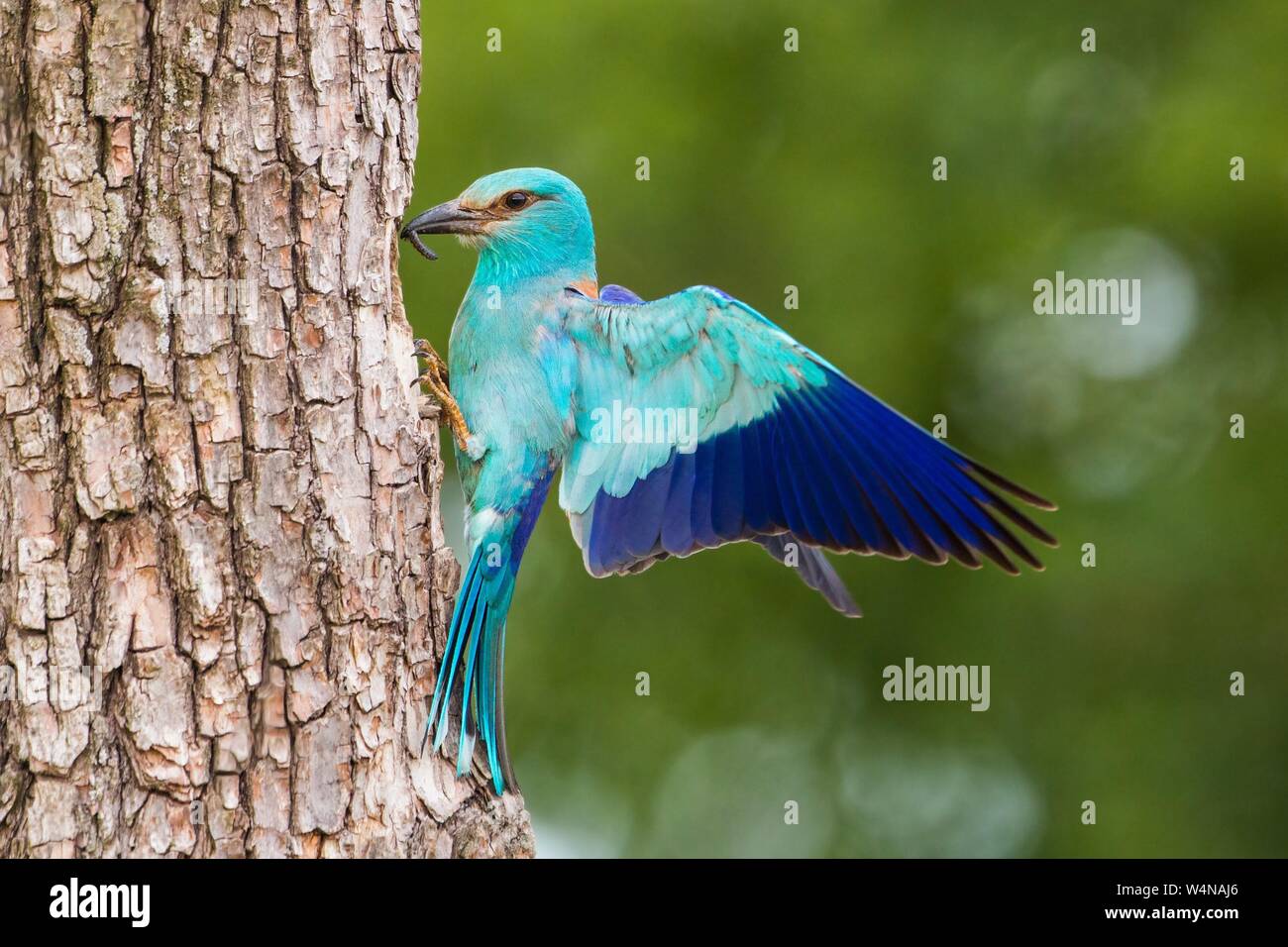 Rullo europei seduti sulla corteccia di albero con ali spiegate in estate. Foto Stock