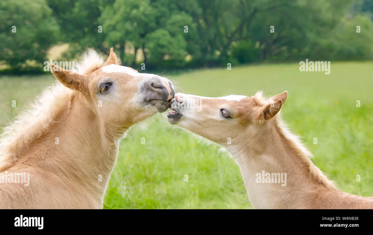 Due Castagni biondi cavalli avelignesi puledri giocando in un prato verde prato, affacciati, mordicchiarci le loro narici e baciare Foto Stock