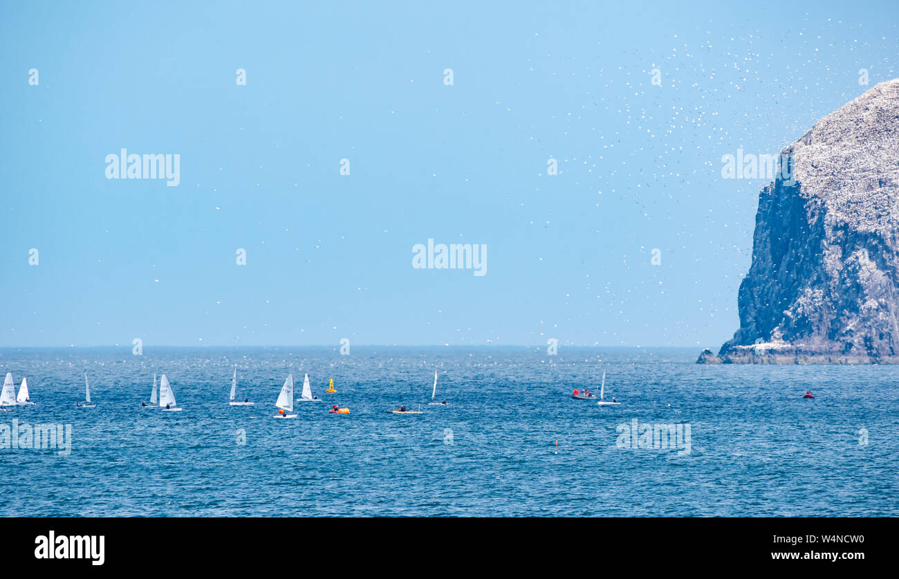 A North Berwick, East Lothian, Scozia, Regno Unito, 24 luglio 2019. RS Aero Challenge Cup: East Lothian Yacht Club ospita la regata a vela con 80 derive in lizza per un handicap Challenge Cup davanti della UK National & International Open Championship che si svolge nel corso di 4 giorni a partire da domani. I gommoni di gara attorno a un corso di Firth of Forth vicino al Bass Rock gannett colony con migliaia di sule battenti intorno a loro Foto Stock