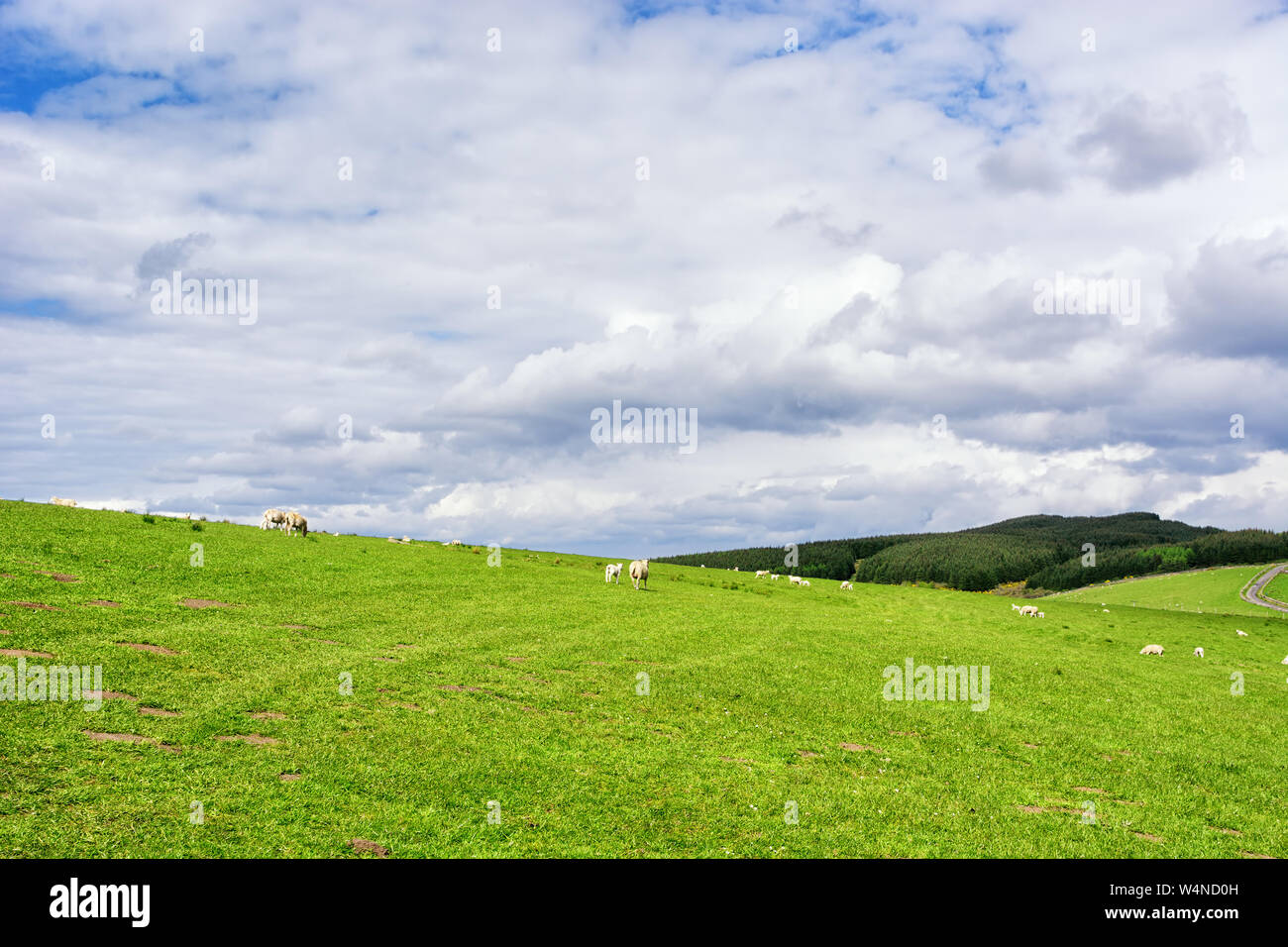 Pascoli e gli animali della fattoria in Kintyre nelle Highlands della Scozia Foto Stock