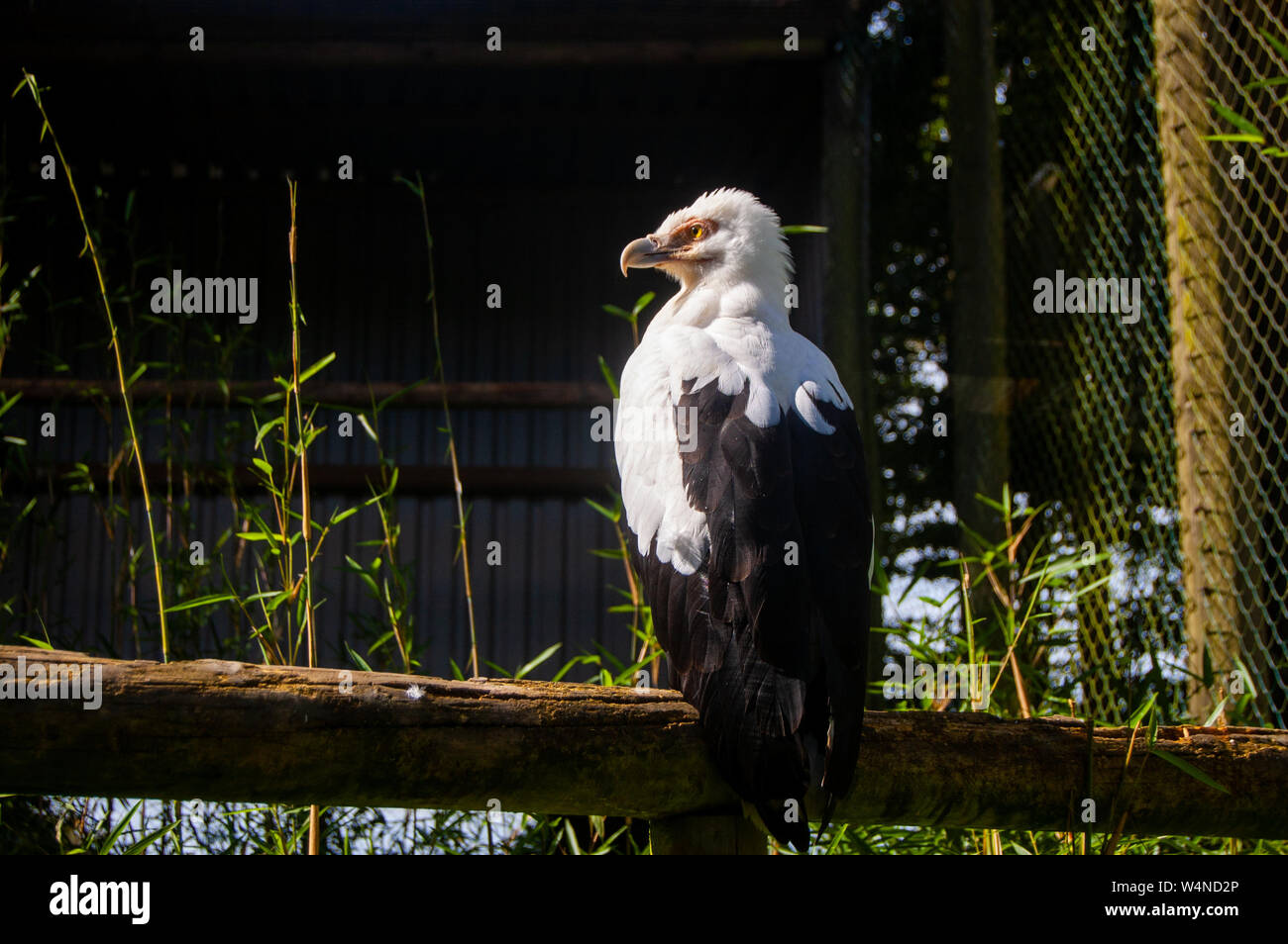 Avvoltoio Palm-Nut arroccato su un registro presso lo Zoo di Exmoor Foto Stock