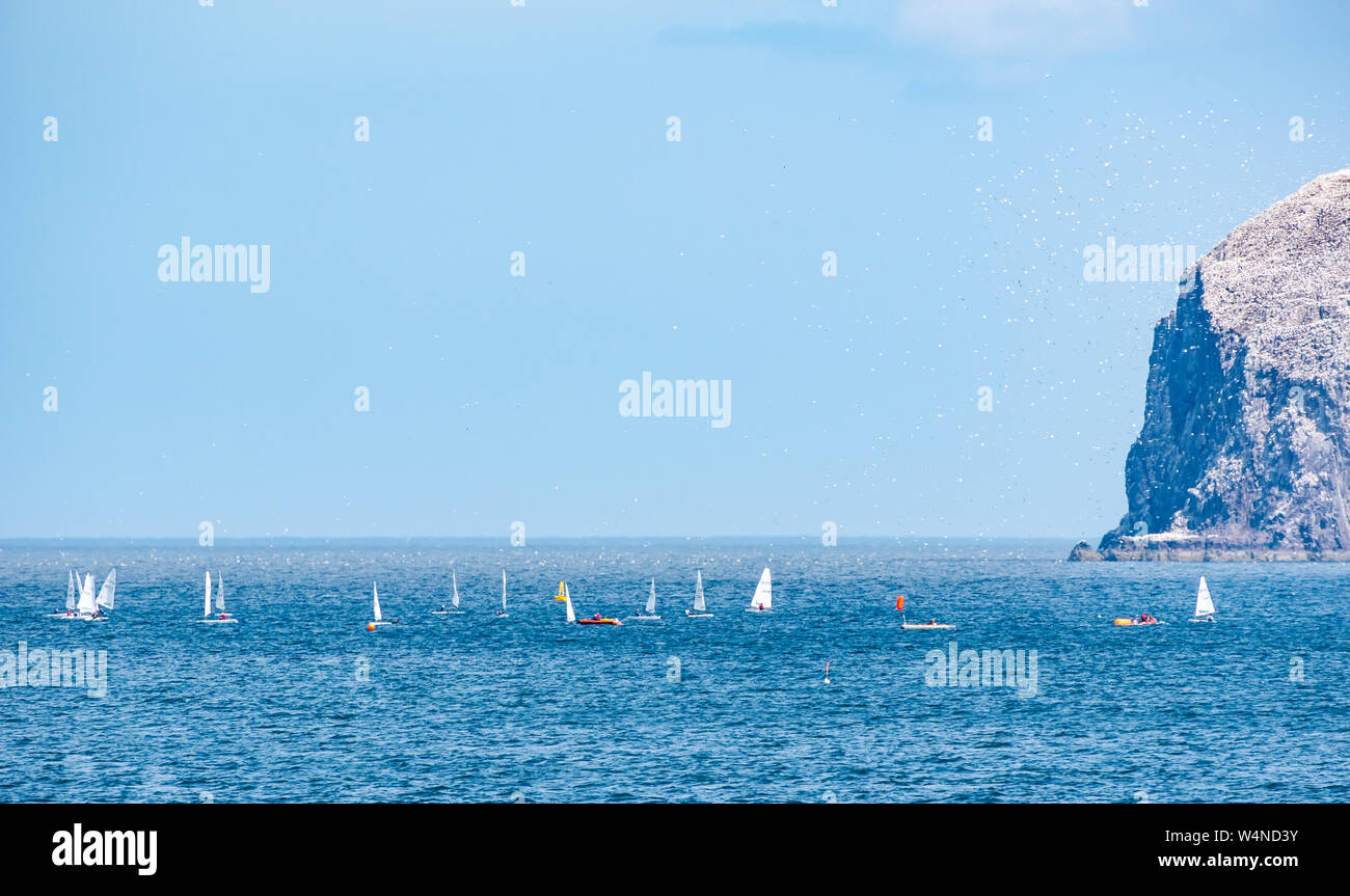 A North Berwick, East Lothian, Scozia, Regno Unito, 24 luglio 2019. RS Aero Challenge Cup: East Lothian Yacht Club ospita la regata a vela con 80 derive in lizza per un handicap Challenge Cup davanti della UK National & International Open Championship che si svolge nel corso di 4 giorni a partire da domani. I gommoni di gara attorno a un corso di Firth of Forth vicino al Bass Rock gannett colony con migliaia di sule battenti intorno a loro Foto Stock