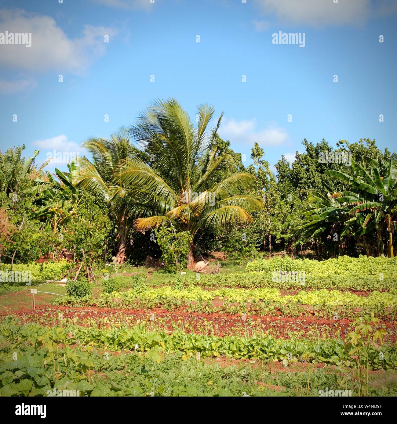 Trinidad, Cuba - campi di vegetali e Palm grove, cubana ed agricola. Composizione quadrata. Foto Stock