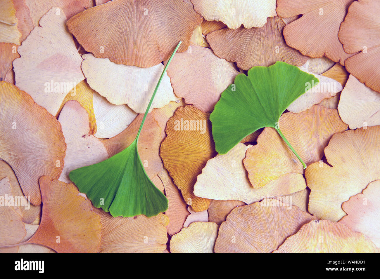 Foglie di Ginkgo --estate lascia cadere sui colori Foto Stock