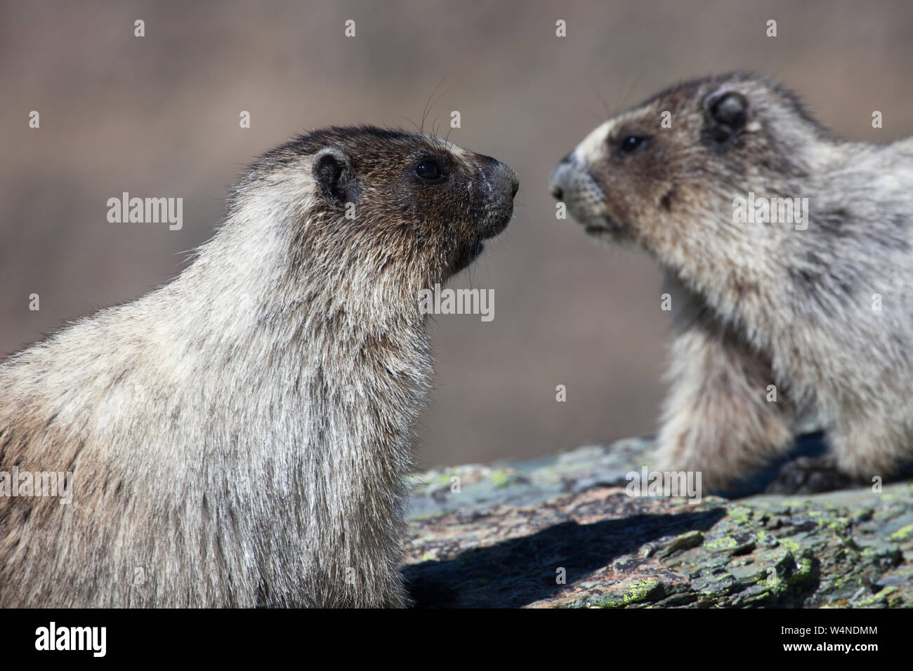 I capretti annoso marmotta (Marmota caligata) in ambiente alpino, la regione settentrionale del Montana, USA Foto Stock