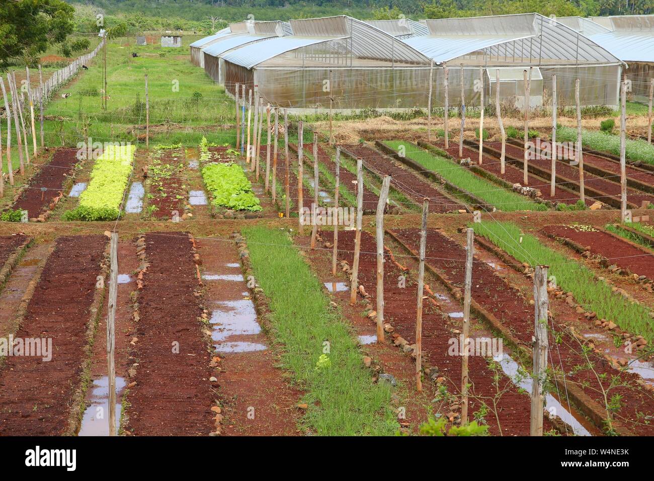 Baracoa, Cuba - campi di ortaggi e serre, cubana ed agricola. Foto Stock