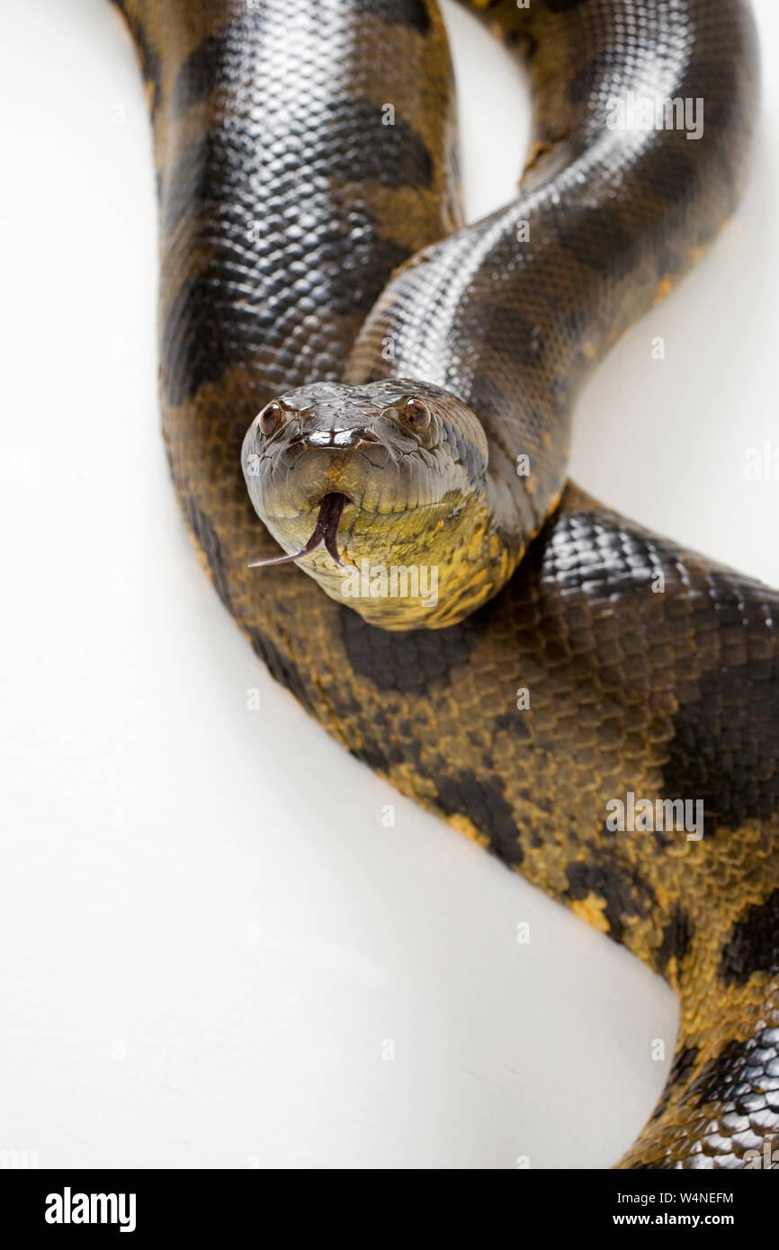 Close Up di Anaconda Snake Foto Stock