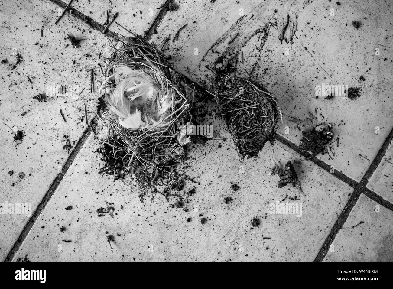 Uno degli uccelli caduti nido rotto poggia sulle mattonelle quadrate di massa. Alcune piume e pezzi, in bianco e nero immagine monocromatica Foto Stock