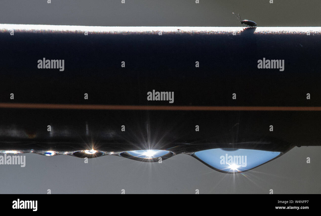 24 luglio 2019, Baden-Wuerttemberg, Eppingen: Acqua scende appendere da un tubo flessibile di irrigazione. Foto: Sebastian Gollnow/dpa Foto Stock