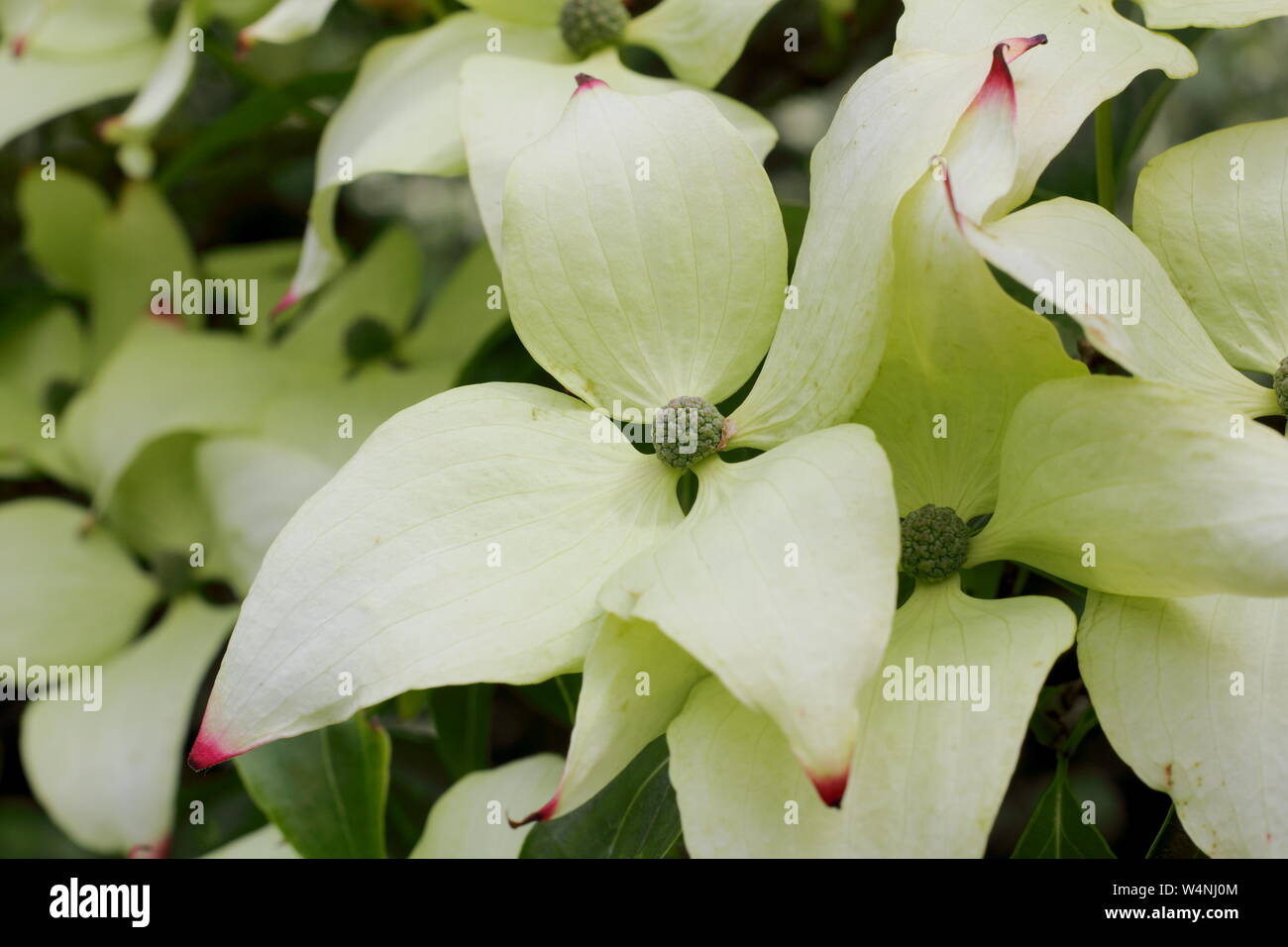 Cornus kousa Giovanni Slocock fioritura a inizio estate. Regno Unito Foto Stock