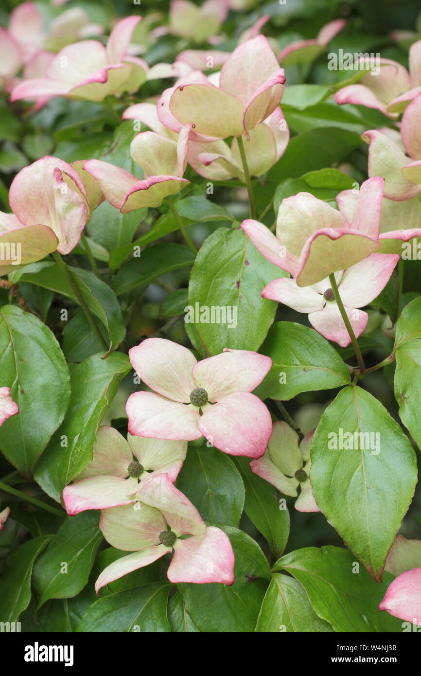 Cornus kousa 'Miss Satomi' Fiore e brattee visualizzando le tinte di rosa all'inizio dell'estate. Regno Unito Foto Stock