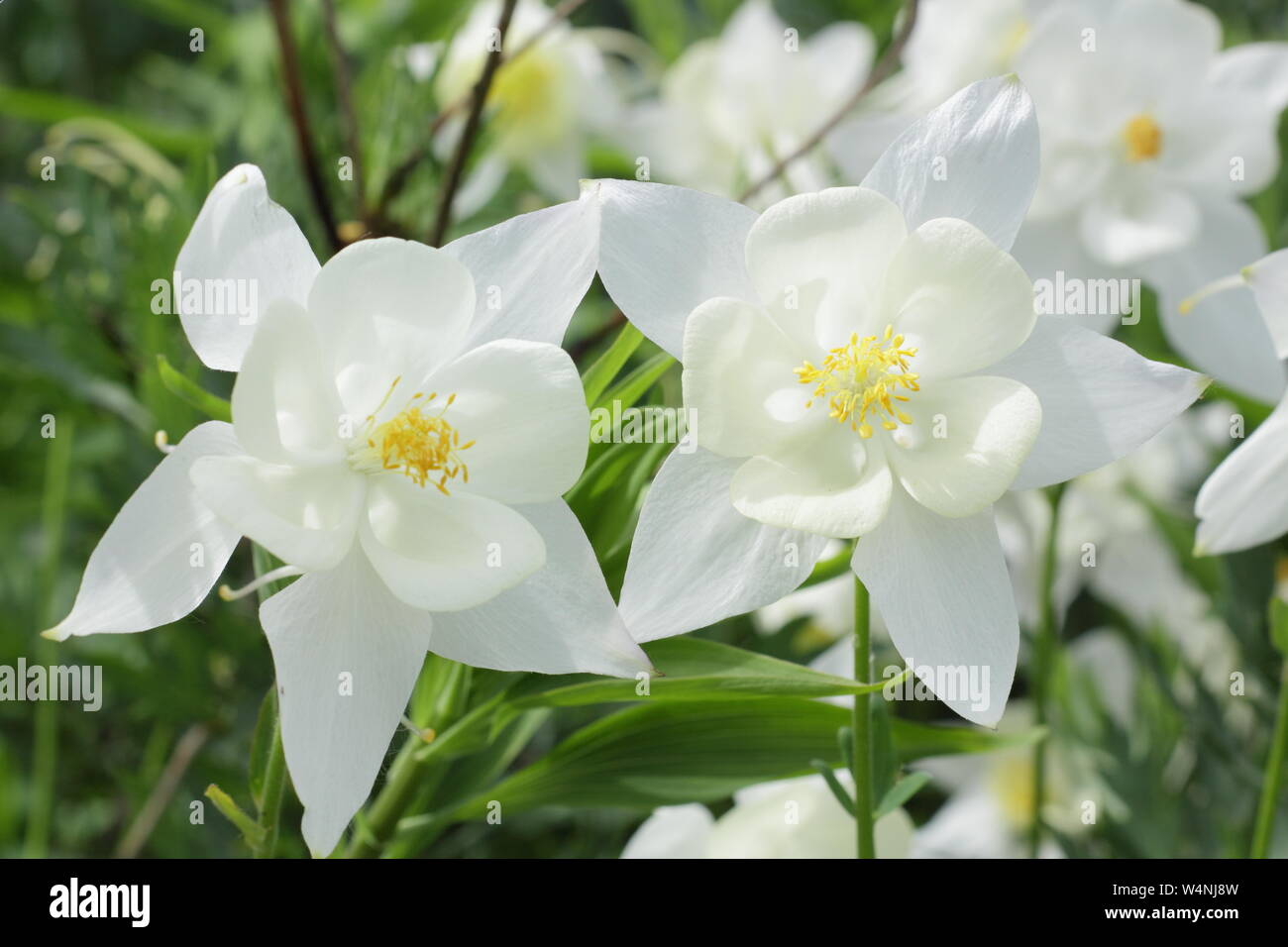 Aquilegia " Kristall'. Spinti lungo fiori di Aquilegia Kristall - chiamato anche Aquilegia stella bianca e Stella cristallo in estate. Foto Stock