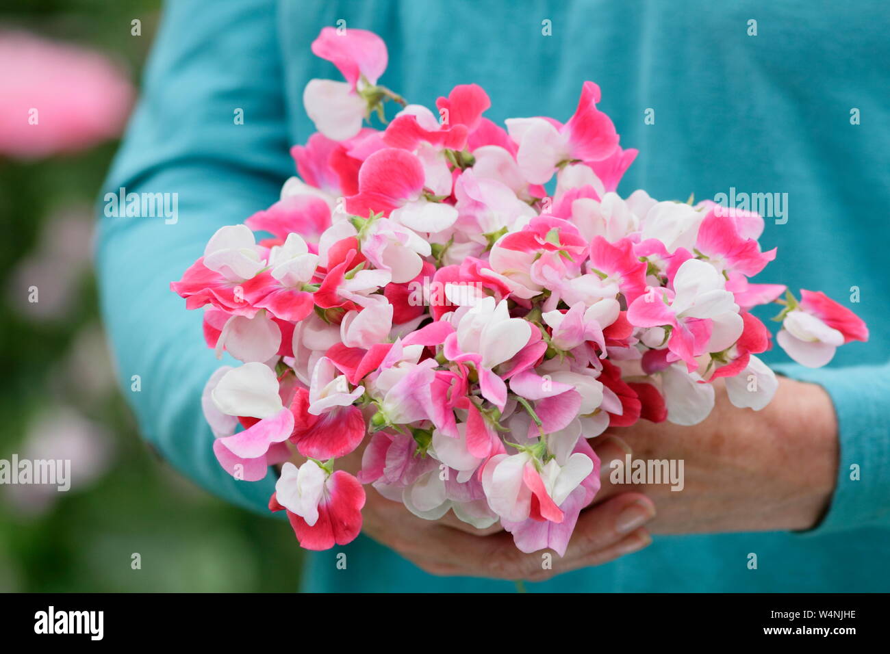 Lathyrus odoratus "dipinto Lady'. Mazzetto di appena raccolte di piselli dolci in estate. Regno Unito Foto Stock