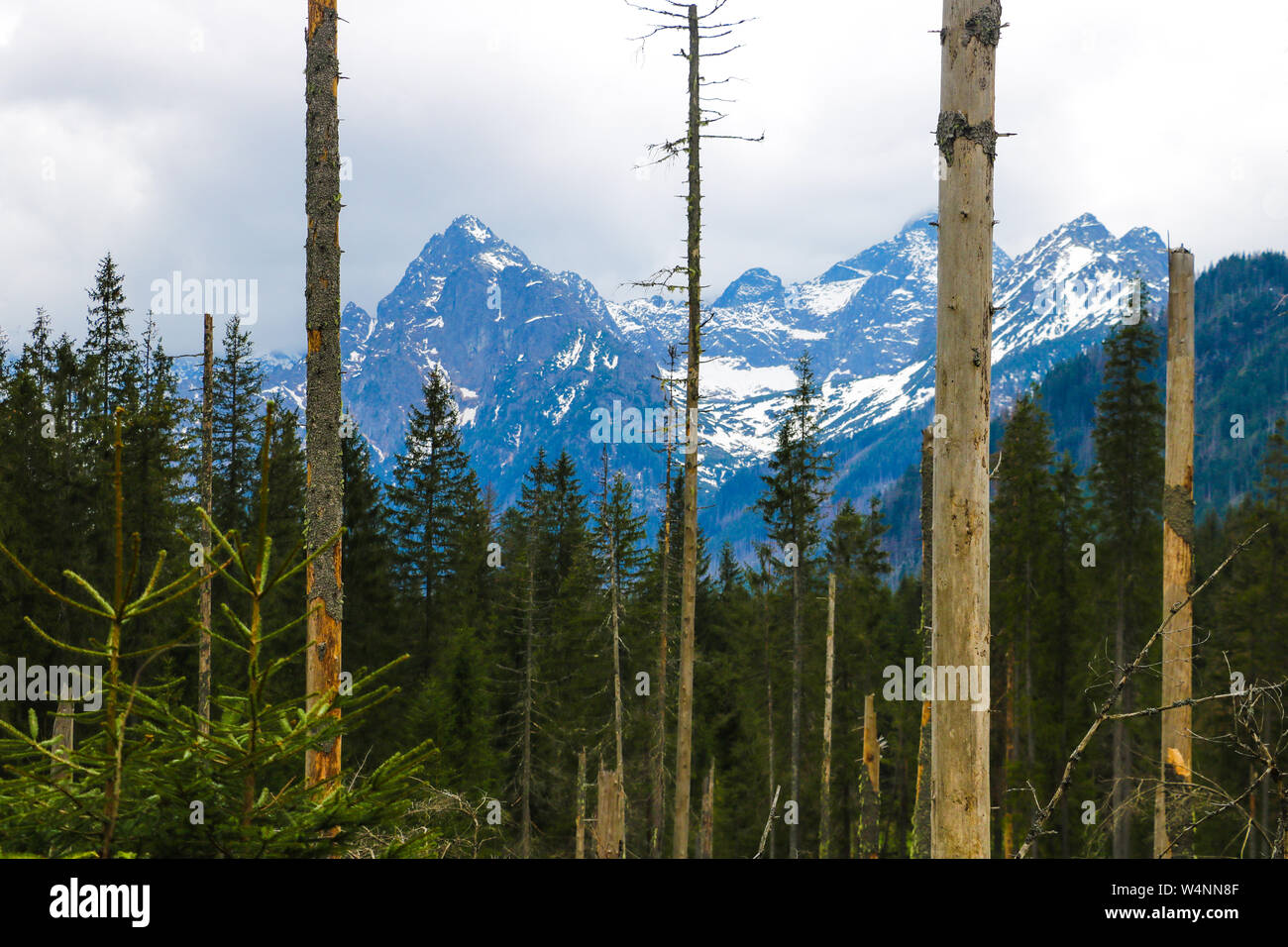 Vista dei Tatra mounains.monti Tatra in mattinata. Bellissima valle verde a montagne innevate colline Foto Stock