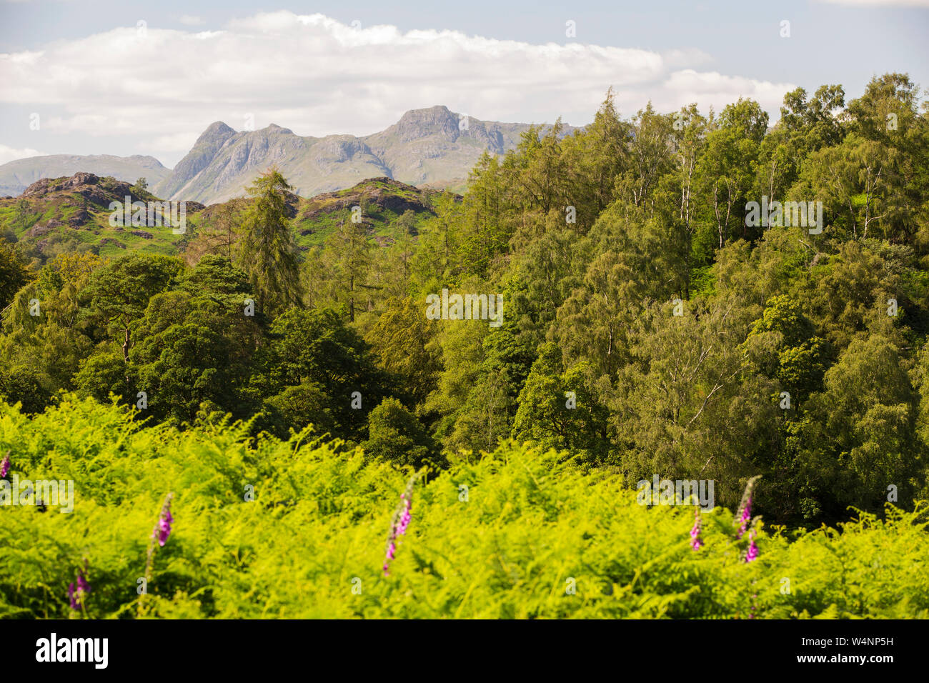 Guardando verso il Langdale Pikes dal Tarn Howes, Lake District, UK. Foto Stock