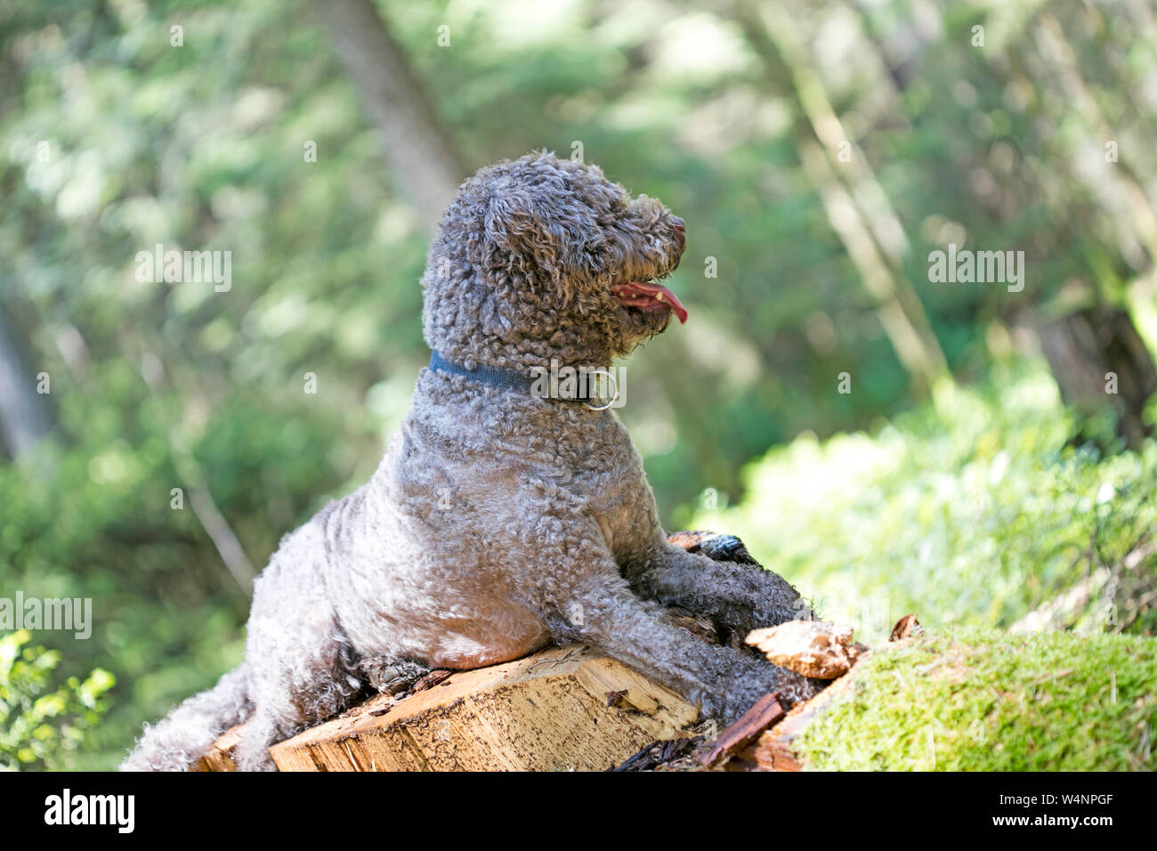 Tartufo cane ritratto nel bosco selvatico macro sfondo arte stampe di alta qualità prodotti cinquanta megapixel Lagotto Romagnolo Foto Stock