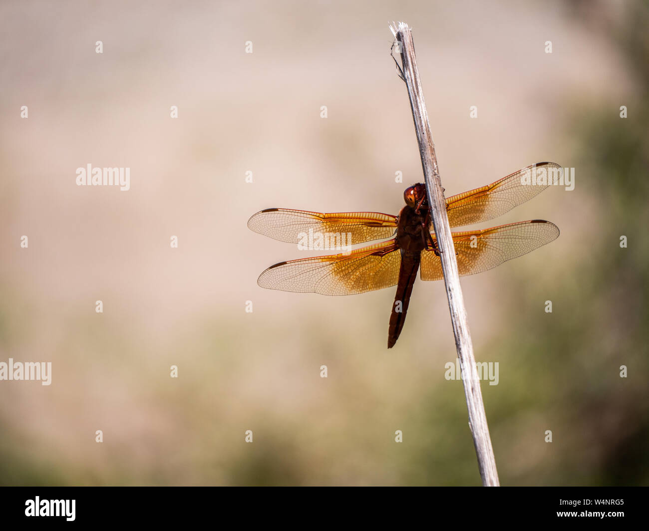 Close up di libellula rossa con Orange Wings Foto Stock