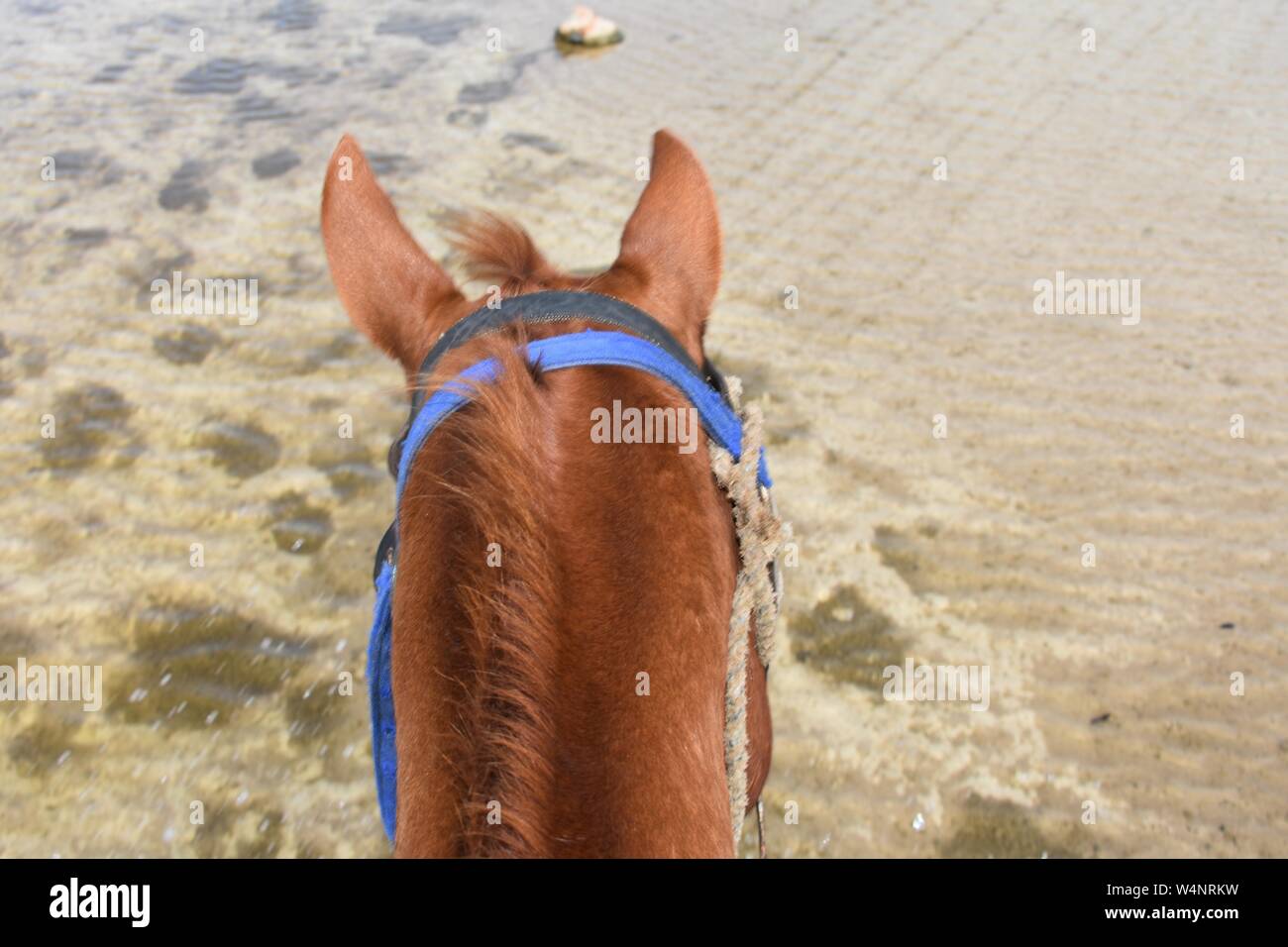 Equitazione sulla sommità del cavallo in acqua poco profonda Foto Stock