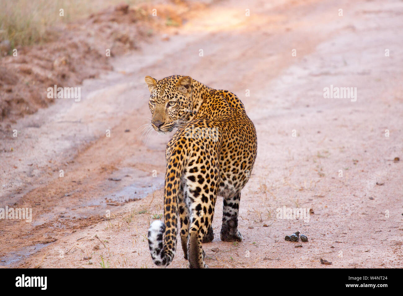 Un curioso Leopard indagando su un flusso di acqua. Foto Stock