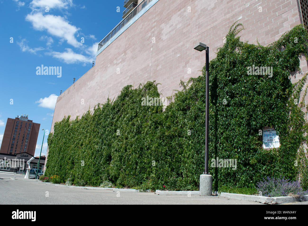 Bellissima vegetazione cresce un muro di mattoni in Downtown Lethbridge Alberta Foto Stock