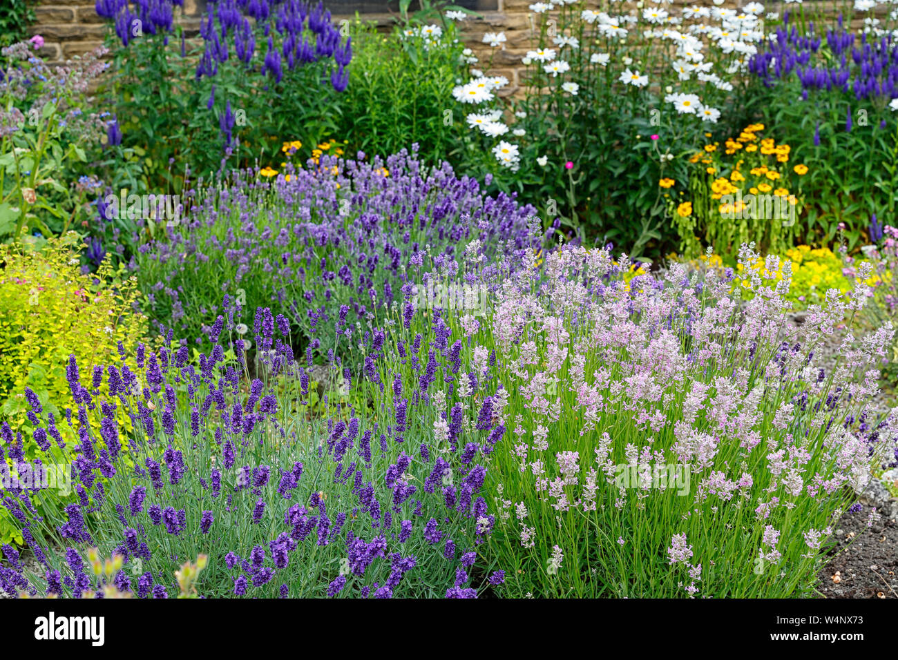 Un giardino cottage in estate con una varietà di specie di lavanda Foto Stock