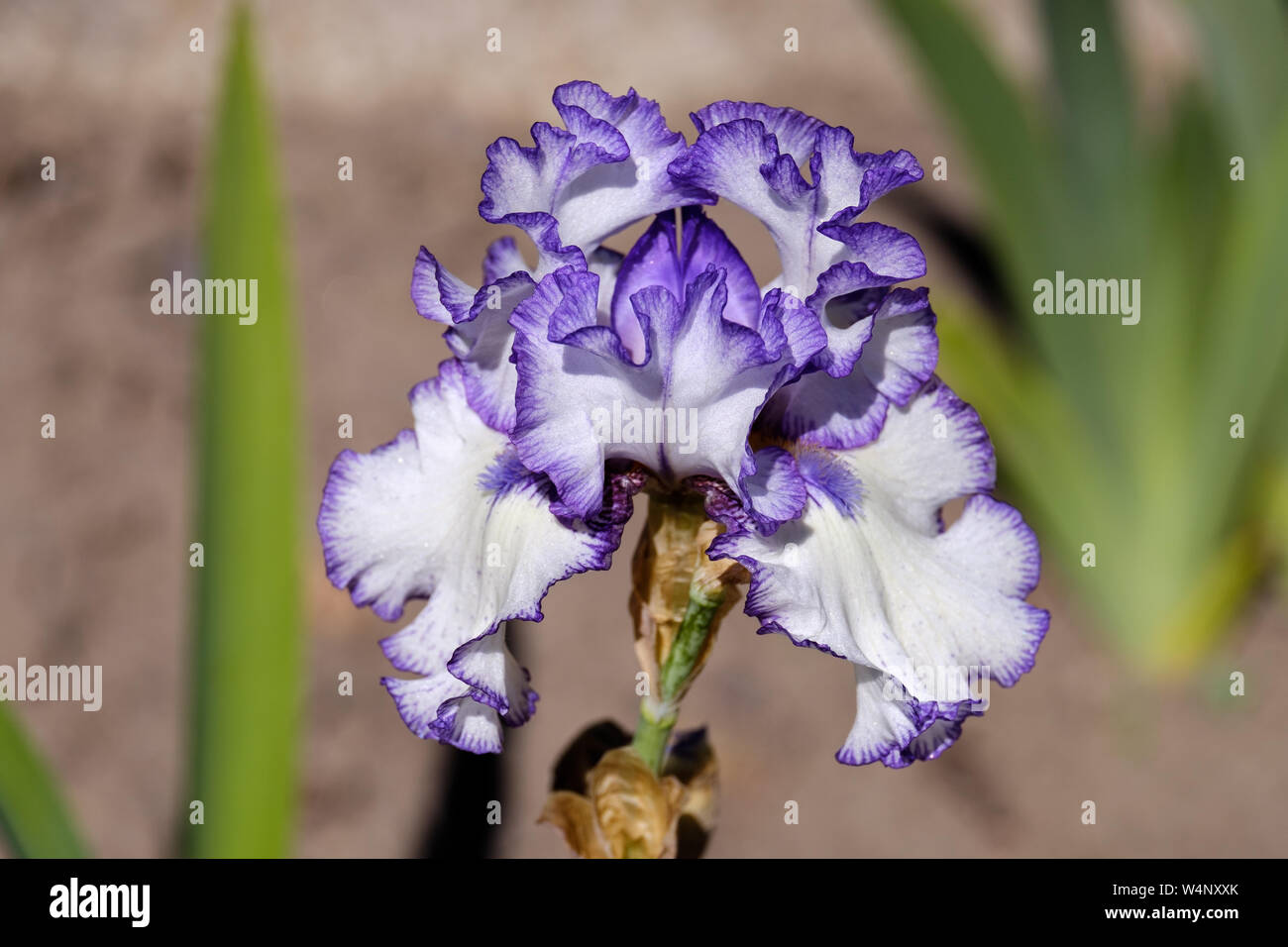 Close-up di petali di fiori Iris barbuto, look classico varietà con sfondo sfocato Foto Stock