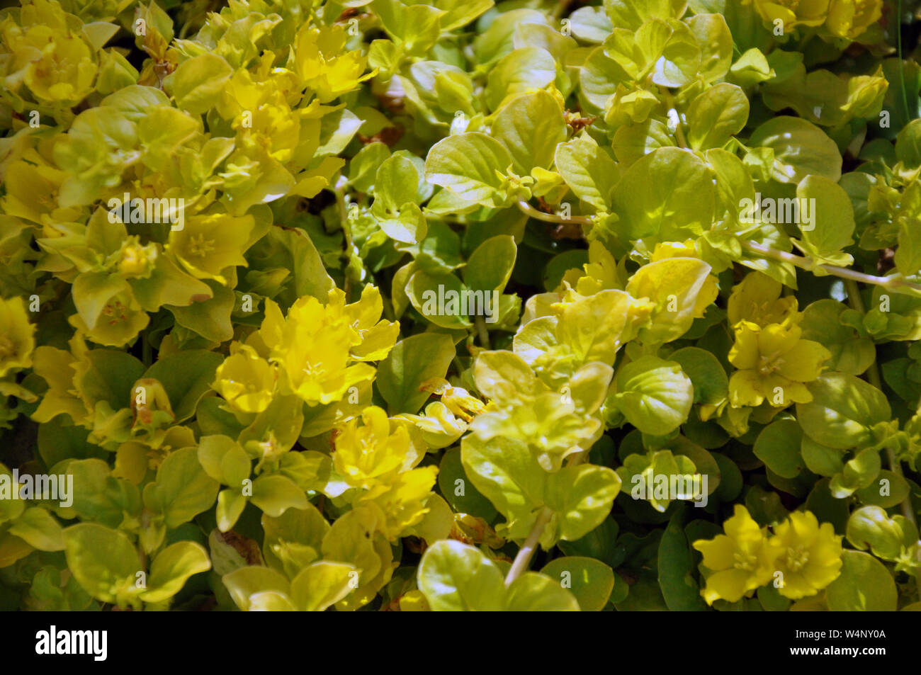 Close up dei fiori gialli di Cypress euforbia Euphorbia cyparissias o di foglie di euforbia Euphorbia esula. La Polonia, Europa Foto Stock