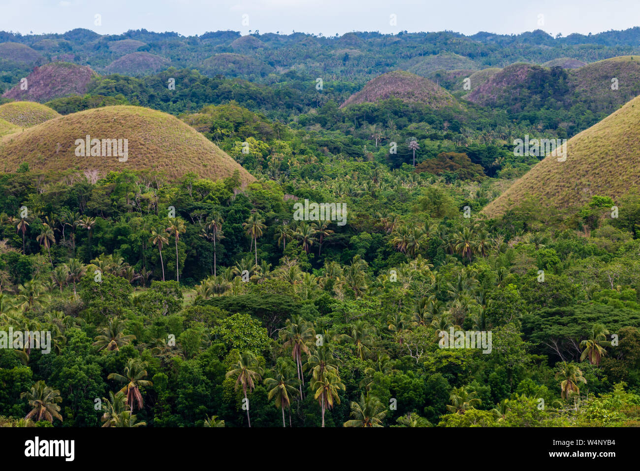 La forma conica pietre calcaree carsiche e il paesaggio unico di Bohol 'Chocolate Hills' nelle Filippine Foto Stock