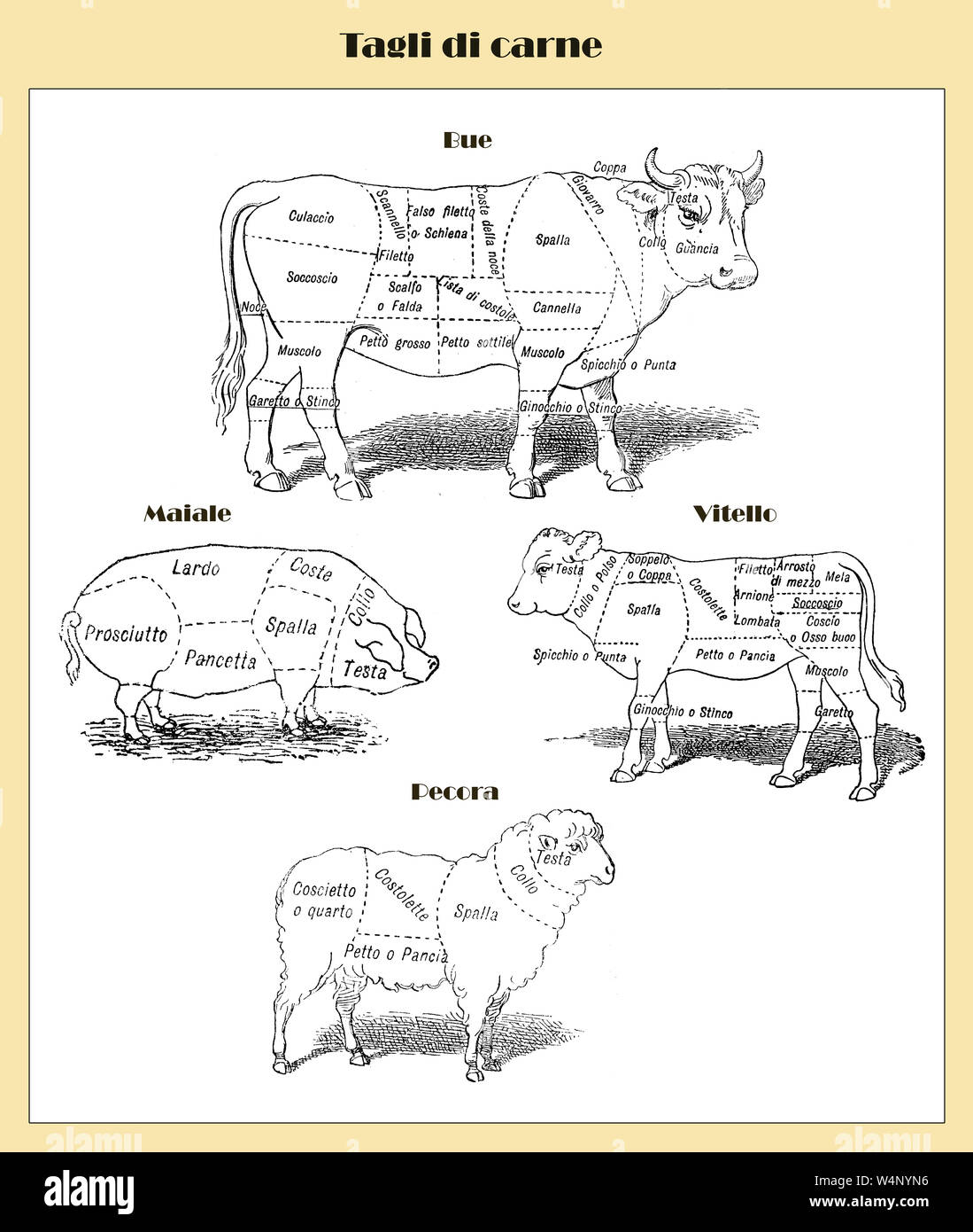 Butcher carrello: tagli di carne con nomi italiani per la carne di manzo, vitello, maiale e pecora da un lessico inizio '900 Foto Stock