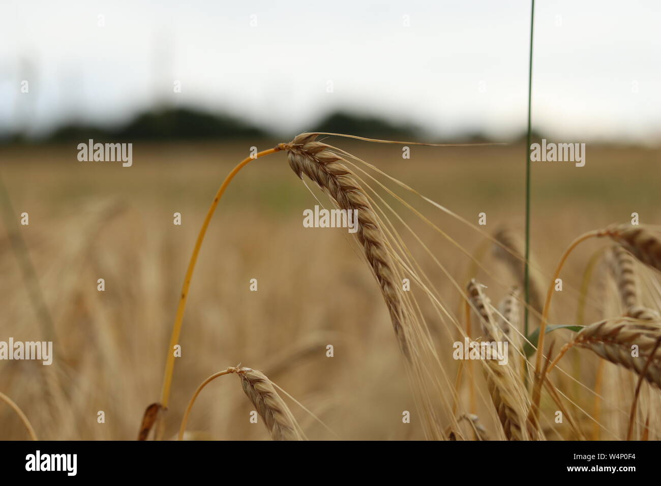 Un vasto campo di raccolto di orzo in Yorkshire Foto Stock
